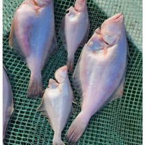 산지직송 국내산 경북영덕 반건조 물가자미 알가자미 1kg, 반건조 물가자미 (소) 1kg (13~16마리), 1개