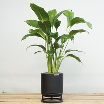 플라워바인 스파티필름 블랙스톤 스틸스탠드화분, 추가+3천원, 추가+1만원