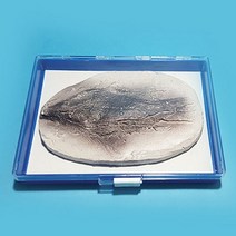 물고기 화석 모형(보관케이스 포함)