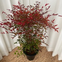 남천 온정원, 1개