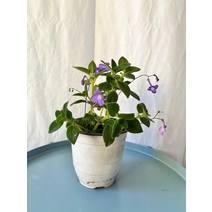 7900 보라빛 사랑초 삭소름 중품 15~25cm