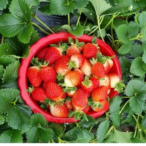 고당도 설향딸기 35구 상-1박스(900g내외) 남도오일장 프리미엄 담양딸기 당일수확 산지직송