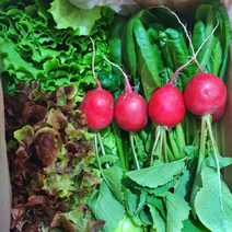 농장직송 모듬쌈채소 1kg 꽃상추 로메인 적겨자 청경채 래디쉬 비타민 당일수확 배송, 쌈채소1kg