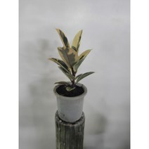 인기최강 수채화고무나무 소중품 35-55cm 59