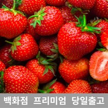 [특 등급 선별] 딸기 1kg 딸기제철 딸기농장 제철과일 과일종류 설향딸기 겨울과일 만년설딸기 딸기라떼 킹스베리딸기 냉동딸기 딸기청만들기 딸기가격 딸기1KG 11월제철과일 딸기키우
