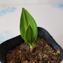 산마늘 모종 2020 새상품