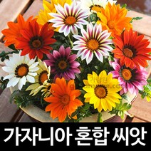 가자니아 씨앗 꽃씨 종자 야생화 gazania seeds 30알, 1개