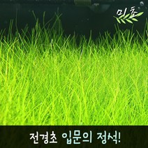 [미초] 미니 헤어그라스 수초 (약 50뿌리) / 전경수초 / 초보자 수초 / 어항 수초
