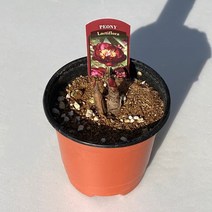 미니농장 작약구근모종(소) 작약나무 묘목 작약꽃 다년생 노지월동 정원 베란다 화단 가드닝