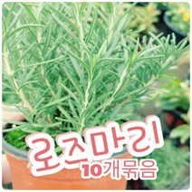꽃나라엘리스 로즈마리-10개묶음-꽃말 나를 생각해요