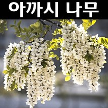 아까시나무 묘목 실생3년 뿌리 5개/정원/공원/조경수