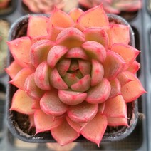 예쁜 다육이 12종 특별한 구성으로, 8번 [와인피치]