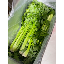 [국내산/국산]샐러리 셀러리 2kg 스틱 celery 새러리 생 파슬리 녹즙 생채 주스 착즙 피클 샐러드 다이어트 식단 과채 채소 야채 줄기 재료 신선초, 1개