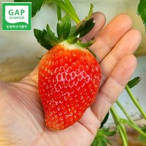 킹스베리 생딸기 딸기제철 1kg, 킹스베리_실속(21~34g)