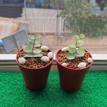 아트박스/소녀제과 레옹 화분케이크 만들기 DIY 홈베이킹, 화분케이크DIY-1개