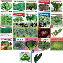 코리아팜 쌈채류 씨앗/로켓셀러드(루꼴라)/새론케일/혼합쌈채/새론레드치커리/적치커리/청치커리/백경채/고려몸짱청경채/식용색비름 2g/레드러시안케일/만추콜라드케일/맛짱케일/레드치커리, 7.다농-백경채 1500립
