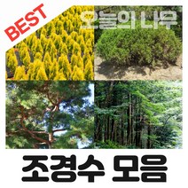 조경수나무묘목/정원수나무묘목 판매 중(왕벚나무 소나무 영산홍 측백나무 남천나무등), 04.황금측백나무 35cm이상 분묘, 1개