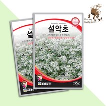 설악초 30립 세계종묘 화훼류 씨앗