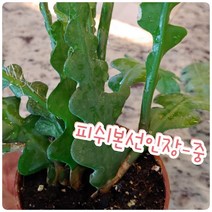 꽃나라엘리스 피쉬본선인장-중-꼬불꼬불 모양이 생선뼈를 닮았다고해서 붙여진 생선뼈선인장