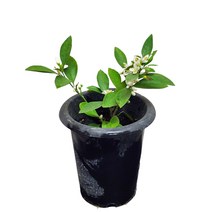 귤나무 묘목 귤나무화분 향기나는식물 향기나는꽃 16, 1개