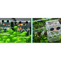 무다몰 물고기 열대어 격리 구피 산란 부화통 B 치어망, 1개