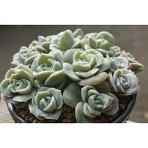 러블리로즈 다육이 실내공기정화 키우기쉬운다육, 러블리로즈합식