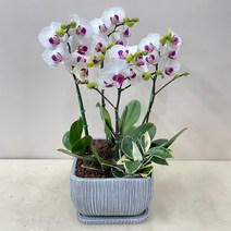 퀵 배송 농장직배송 부모님생신화분 승진축하선물 퇴임식축하문구 지점장승진화분 발령축하문구 회장취임전보 이전개업리본축하문구, 3.노랑