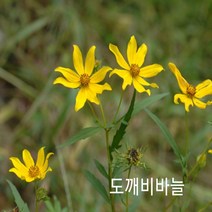 매화동 (20립)도깨비바늘 씨앗 종자 약초씨앗 씨앗모음