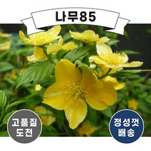 (나무85) 죽도화(황매화) 키 100cm (2주묶음)