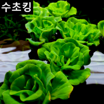 수초킹 키우기 쉬운 초보수초 목련물배추 1개 (부상수초)