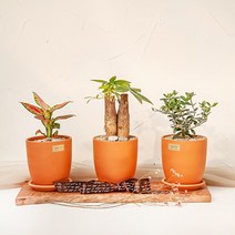 1+1 키우기 쉬운 실내 공기정화식물 선물용 반려식물 14종 바소 토분(+화분받침) 금전수 로즈마리 유칼립투스 율마 고무나무 몬스테라 산세베리아 스투키 파키라, 14_파키라(목대3), 01_금전수