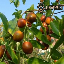 대추나무 리자오 다왕자오 대왕대추 유실수 나무언니, 리자오(사과대추)나무 R3cm내외 결실주 분묘