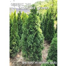 에메랄드그린 조경수 울타리용나무, H1.2.(120cm)