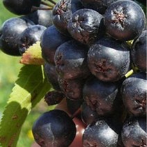 순희농장 아로니아나무묘목 아로니아포트5개, 아로니아포트(50~80cm전후)-5개