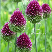 드럼스틱 구근 [10구](복남이네 야생화 구근식물 알리움 allium drumstick), 1개