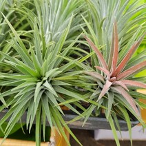 [용이네 화원] 이오난사 틸란 틸란드시아 틸란시아 에어플랜트 029 농원