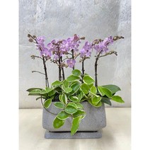 퀵 배송 서울 경기 농장직영배송 승진축하화분 승진축하난 서양난, 5.보라