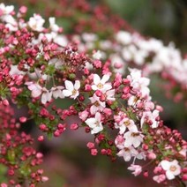 목하원예조경 분홍설유화나무 (포트묘)