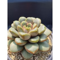 [앤다육] 홍포도 / 다육 / 다육식물 / 다육이