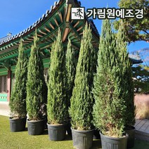 블루엔젤 묘목 포트 상록수 나무언니, 삽목2년특묘(10개1세트)