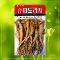 뿌리채소 민속씨 재래씨 도라지 히카마 얌빈 더덕 잔대 황기 인삼 당근 순무 콜라비, 베타당근