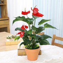 인테리어 인조나무 조화 화분 토분 안시리움 58cm, 단품