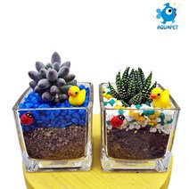 다육이 키우기 유리사각6x6 A형 테라리움 DIY키트 세트, 빨강
