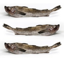 동태 6통 6마리 (5.4kg전후), 1개, 10.8kg전후(12마리)