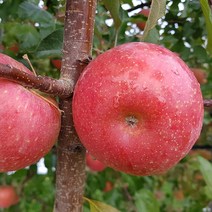 [의성직송] 달콤한 의성 사과(소) 2.5kg/4kg, (소) 2.5kg