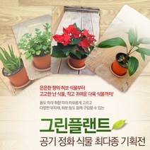 그린플랜트 벤자민(품종랜덤) 공기정화식물 화분 최다종, 1개