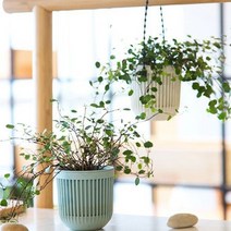 행인화분 행잉플랜트 벽화분 벽걸이 플라스틱 행잉화분, 쿠팡 그린