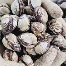 [산지직송] 전남 고흥 생물 활 꼬막 2kg (중대사이즈), 단품