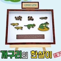 [{주문폭주]}xYNS_개구리의_한살이_만들기학습용_브로마이드_제공_ ★+인기히트*DEC+ºⓝⓔⓦº
