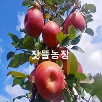 잣뜰농장 밀양 얼음골사과 GAP인증 산지직송 5kg 10kg, 21과(소과)